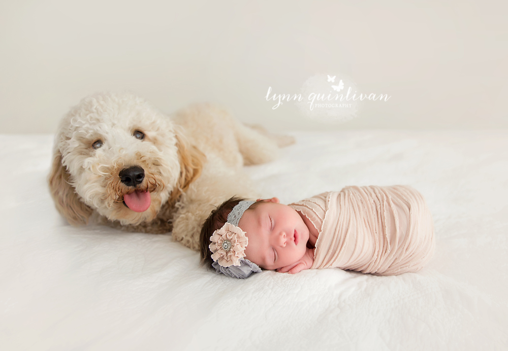 Massachusetts Newborn and Pet Photography